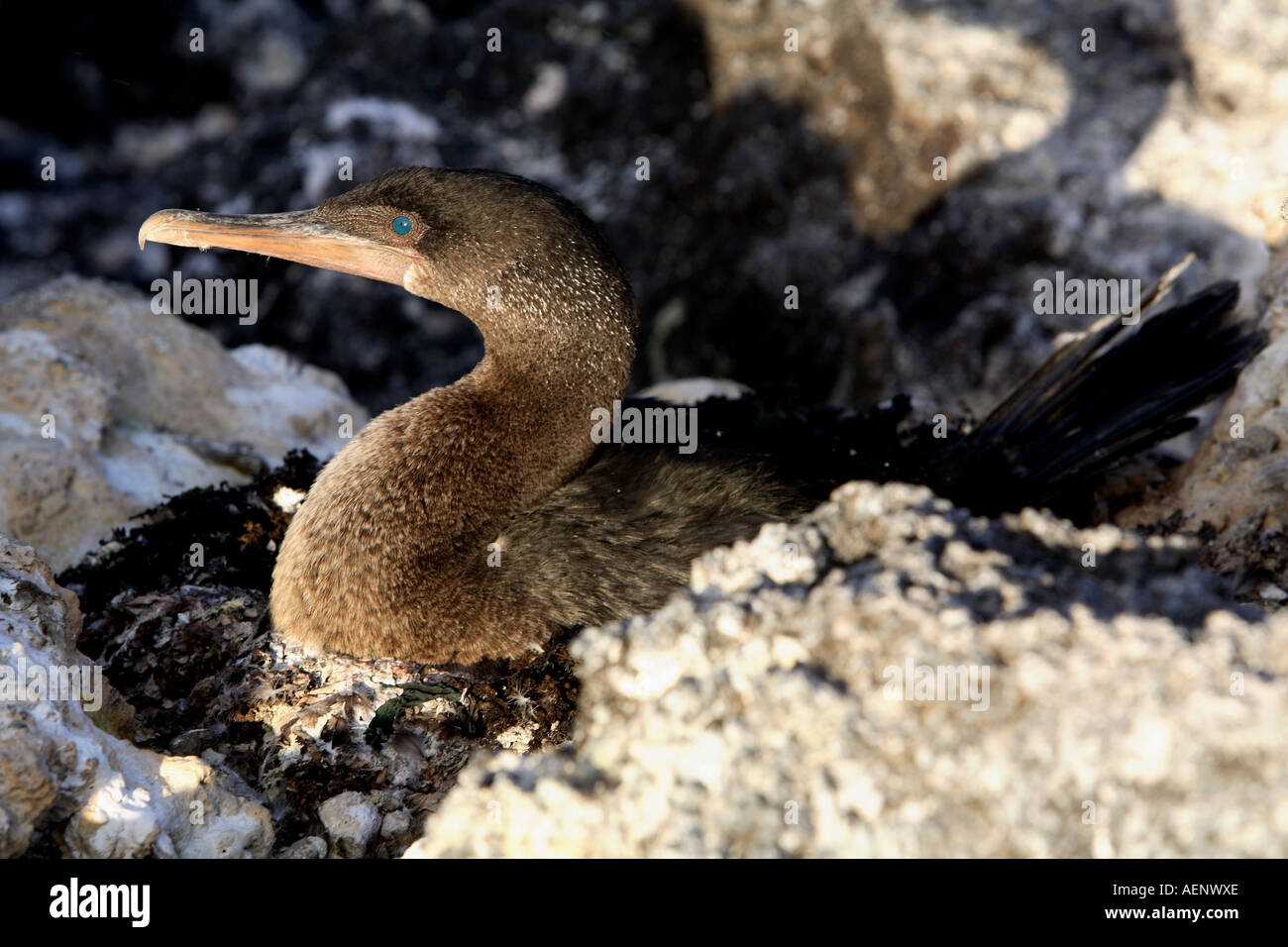 Flightless cormorant colony, Albermarle, rarely visited area of Isabela