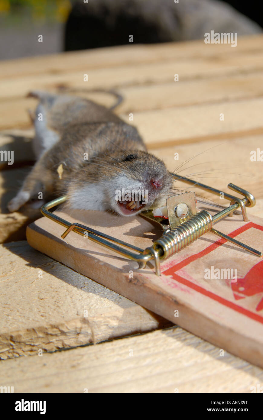 Rat in a trap hi-res stock photography and images - Alamy
