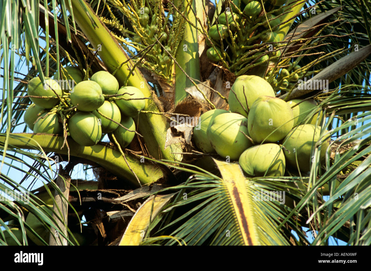 Coconuts in coconut tree, Cocos Nucifera, Thailand Stock Photo Alamy