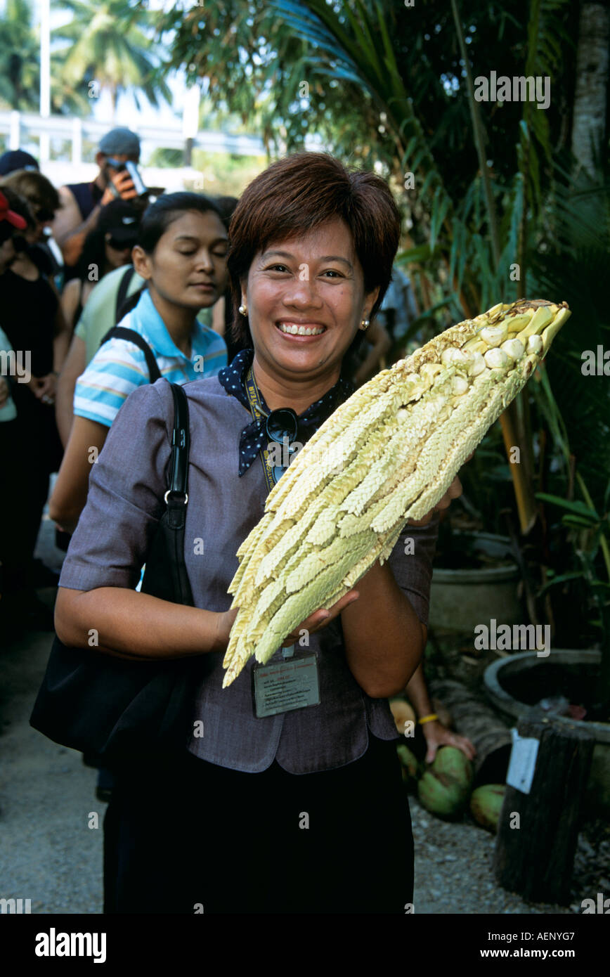 Woman holding coconut tree flower at a coconut plantation, Thailand Stock Photo