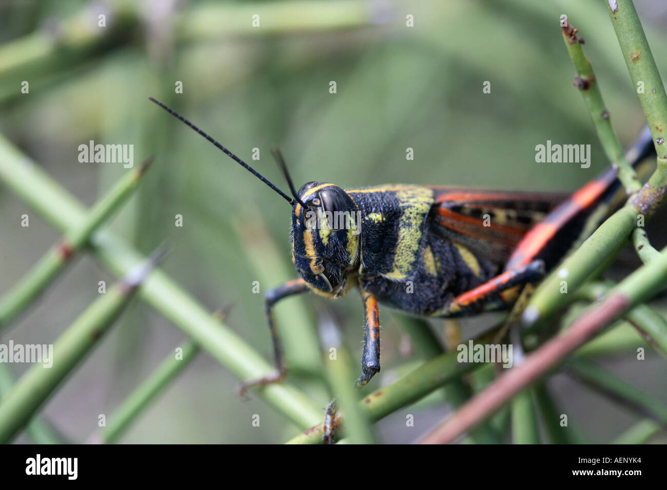 Close up macro portrait of Galapagos locust, Galapagos, James Island, Ecuador, South America Stock Photo