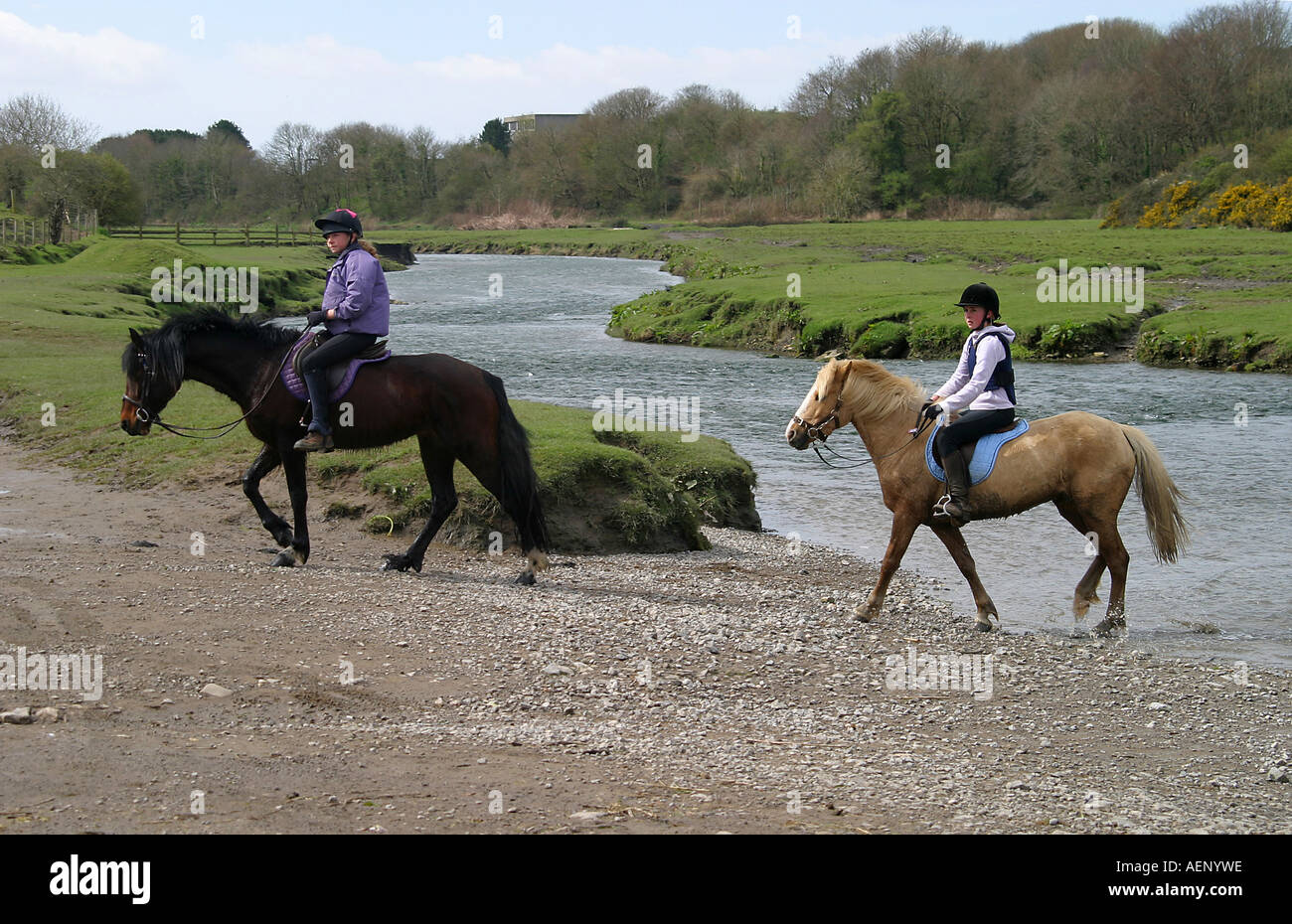 Horses ogmore river hires stock photography and images Alamy