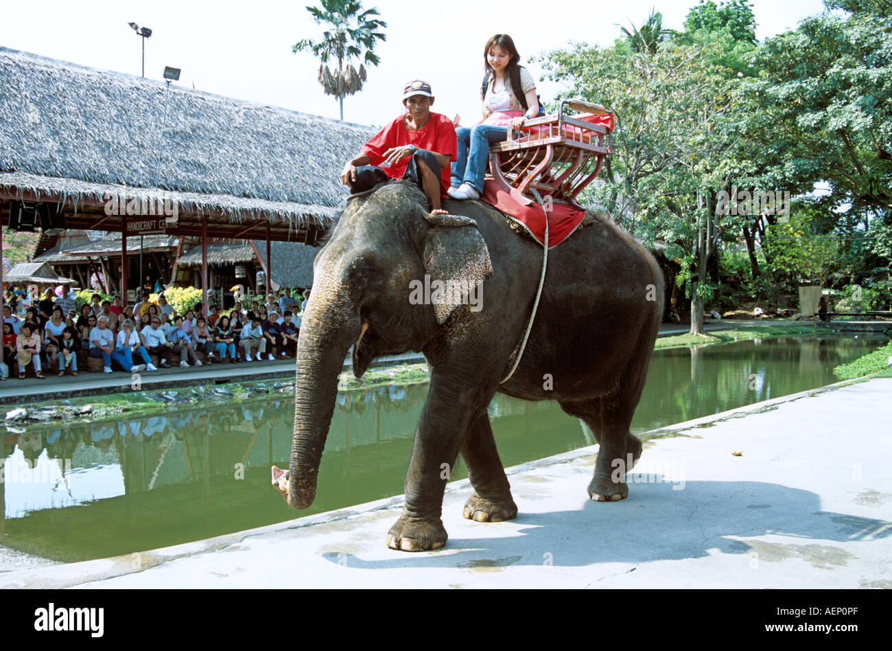 Elephant sitting on chair hires stock photography and images Alamy