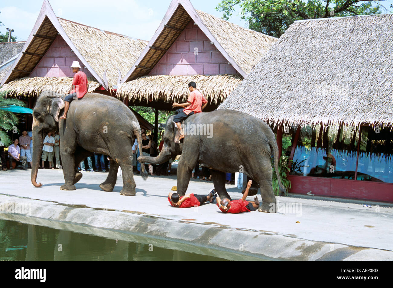 Elephant stepping over people on ground, Riverside Rose Garden, Sampran Nakorn Pathom, near Bangkok, Thailand Stock Photo