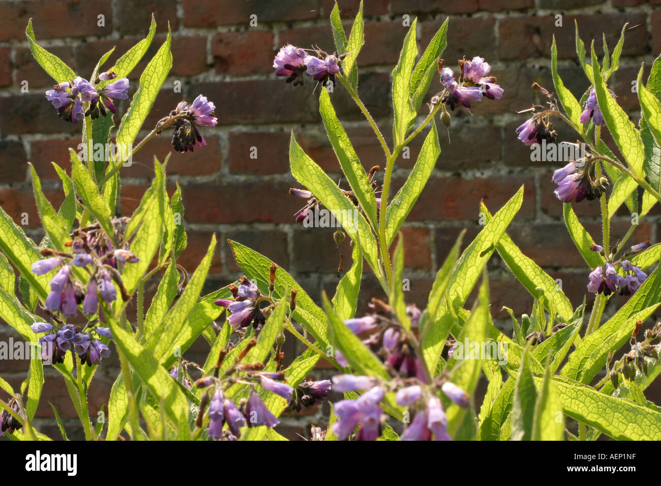 Borage Herb Plant Stock Photo