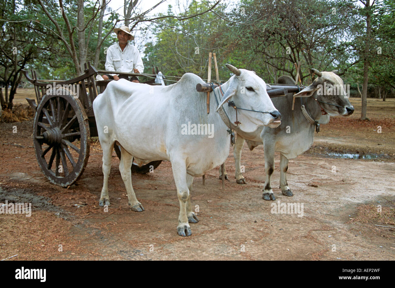 Ox cart and farmer, Sukhothai, Thailand Stock Photo