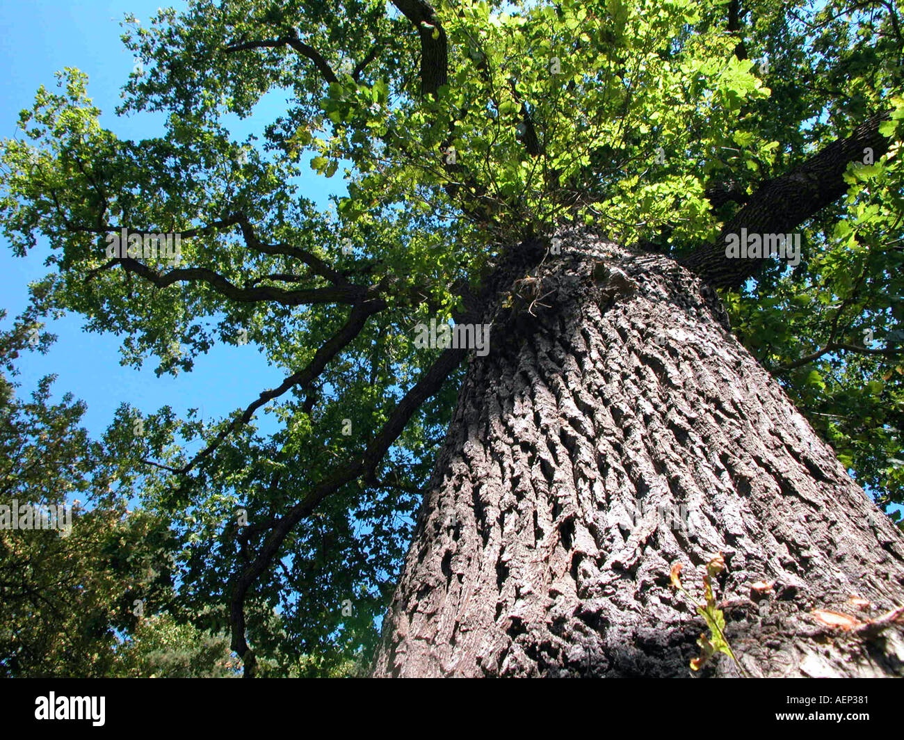 Big oak tree hi-res stock photography and images - Alamy