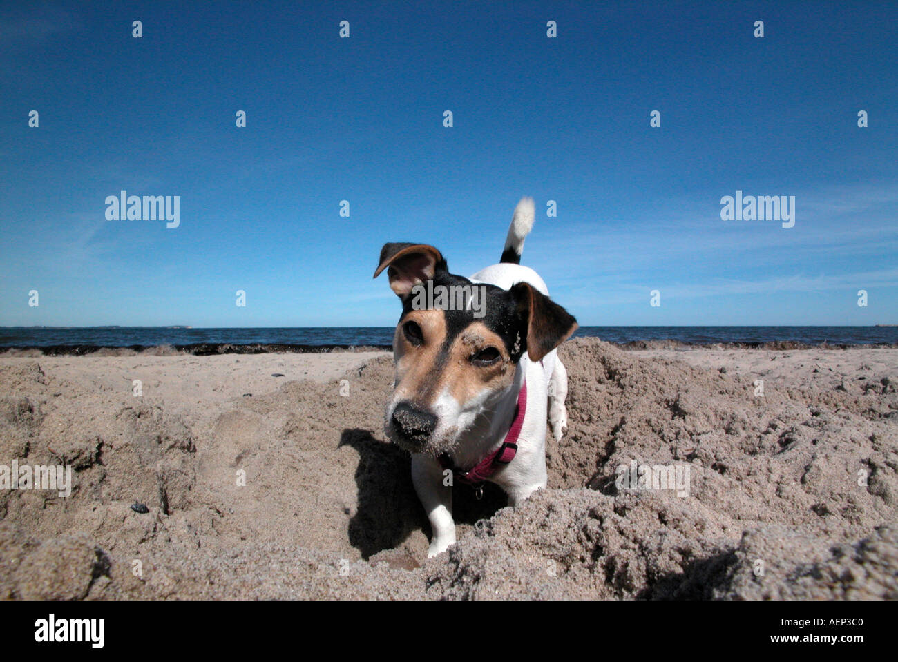 PR dog on the beach Stock Photo