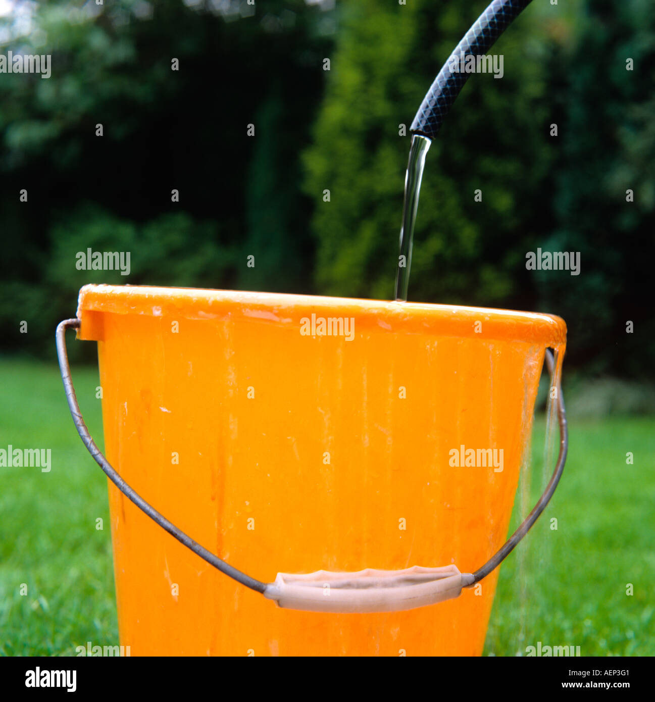 Resources wasting water with hose bucket Stock Photo