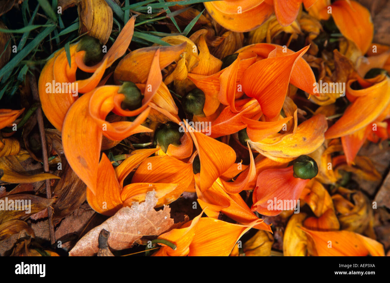 Brightly coloured flowers from a coral tree, Erythrina subumbrans, on the ground, Thailand Stock Photo