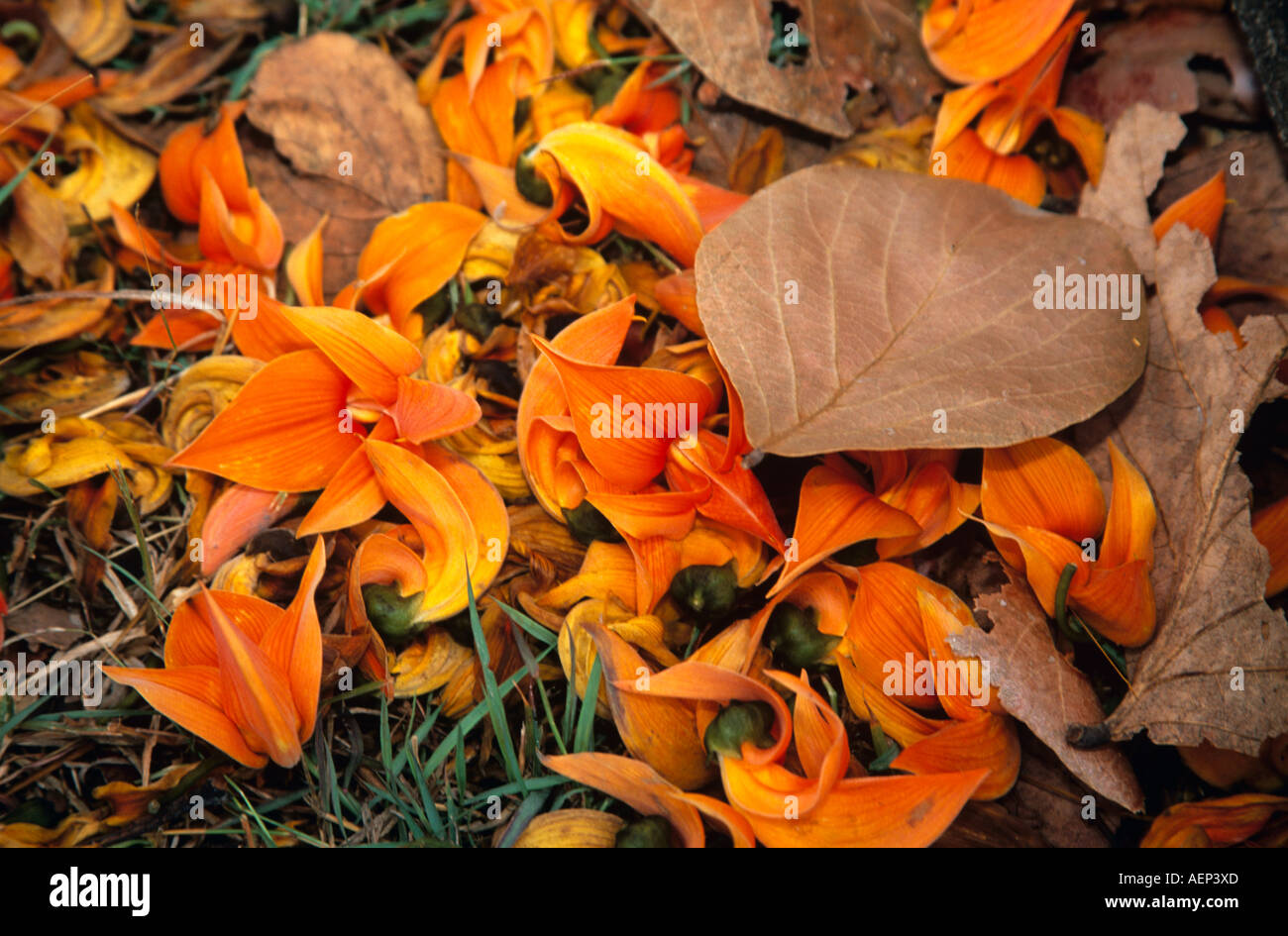 Brightly coloured flowers from a coral tree, Erythrina subumbrans, on the ground, Thailand Stock Photo