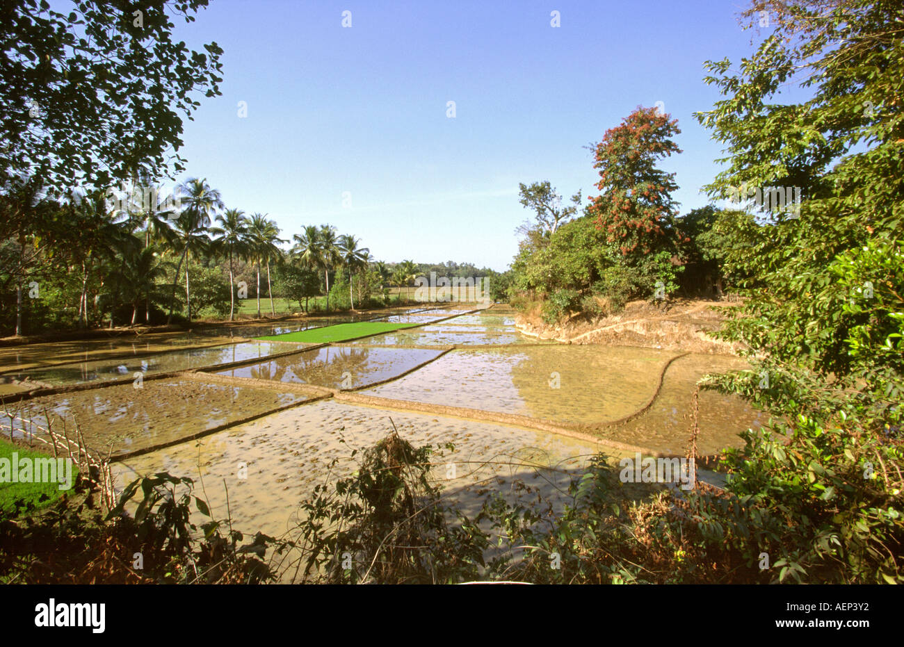 India Goa Agonda agriculture rice paddies being prepared for planting Stock Photo