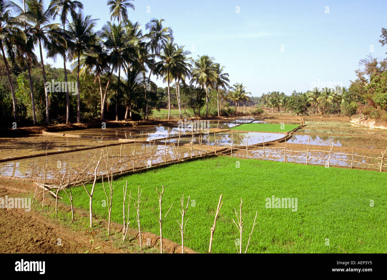 India Goa Agonda agriculture rice paddies being prepared for planting Stock Photo