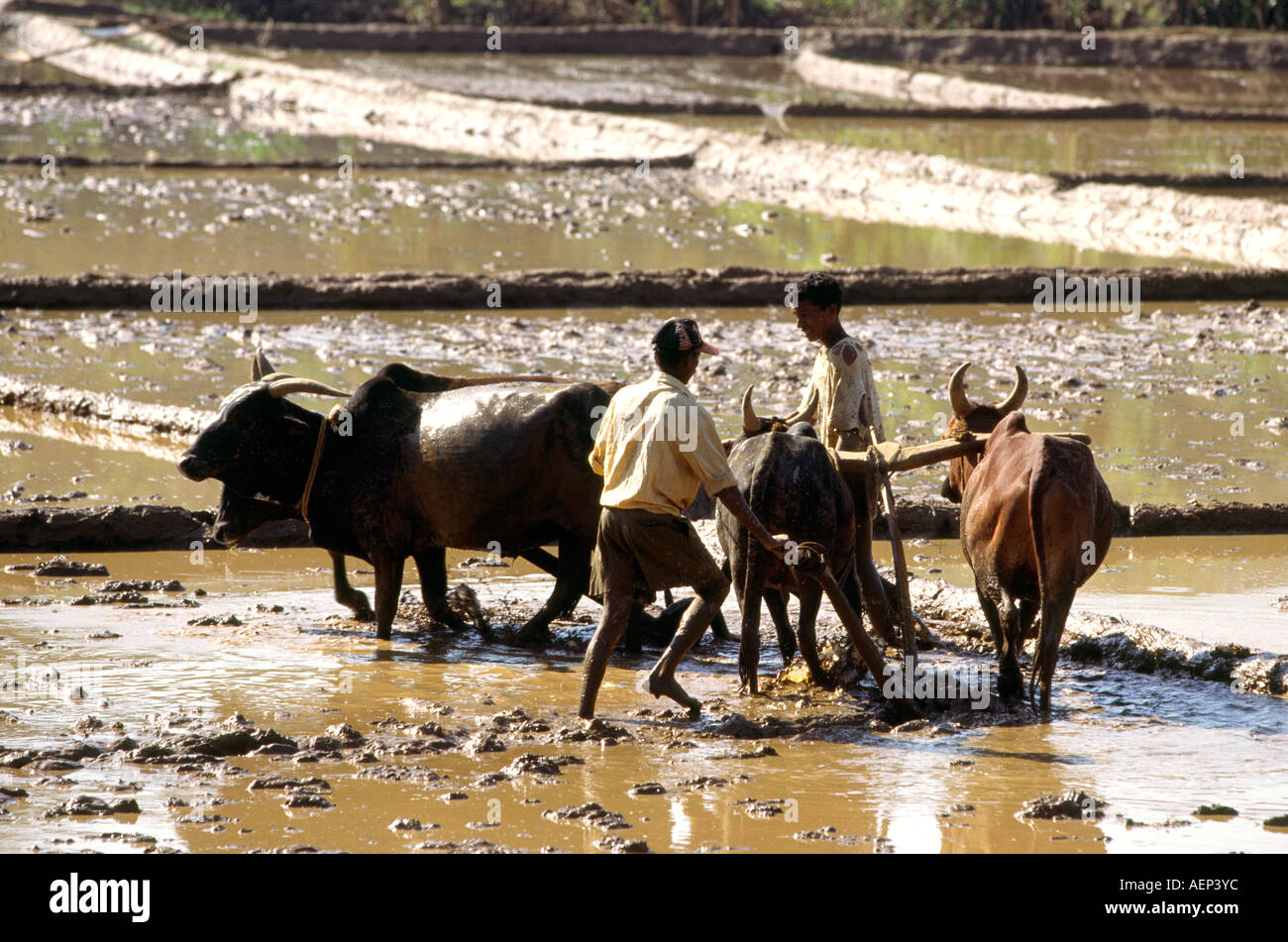 India Goa Agonda agriculture rice paddies being ploughed with buffalo for planting Stock Photo