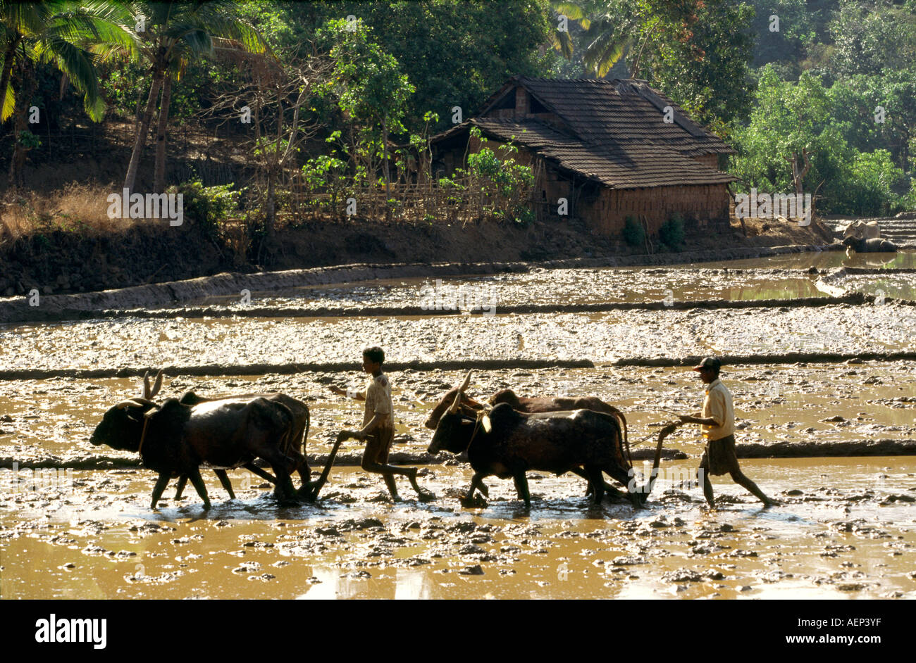 India Goa Agonda agriculture rice paddies being ploughed with water buffalo for planting Stock Photo