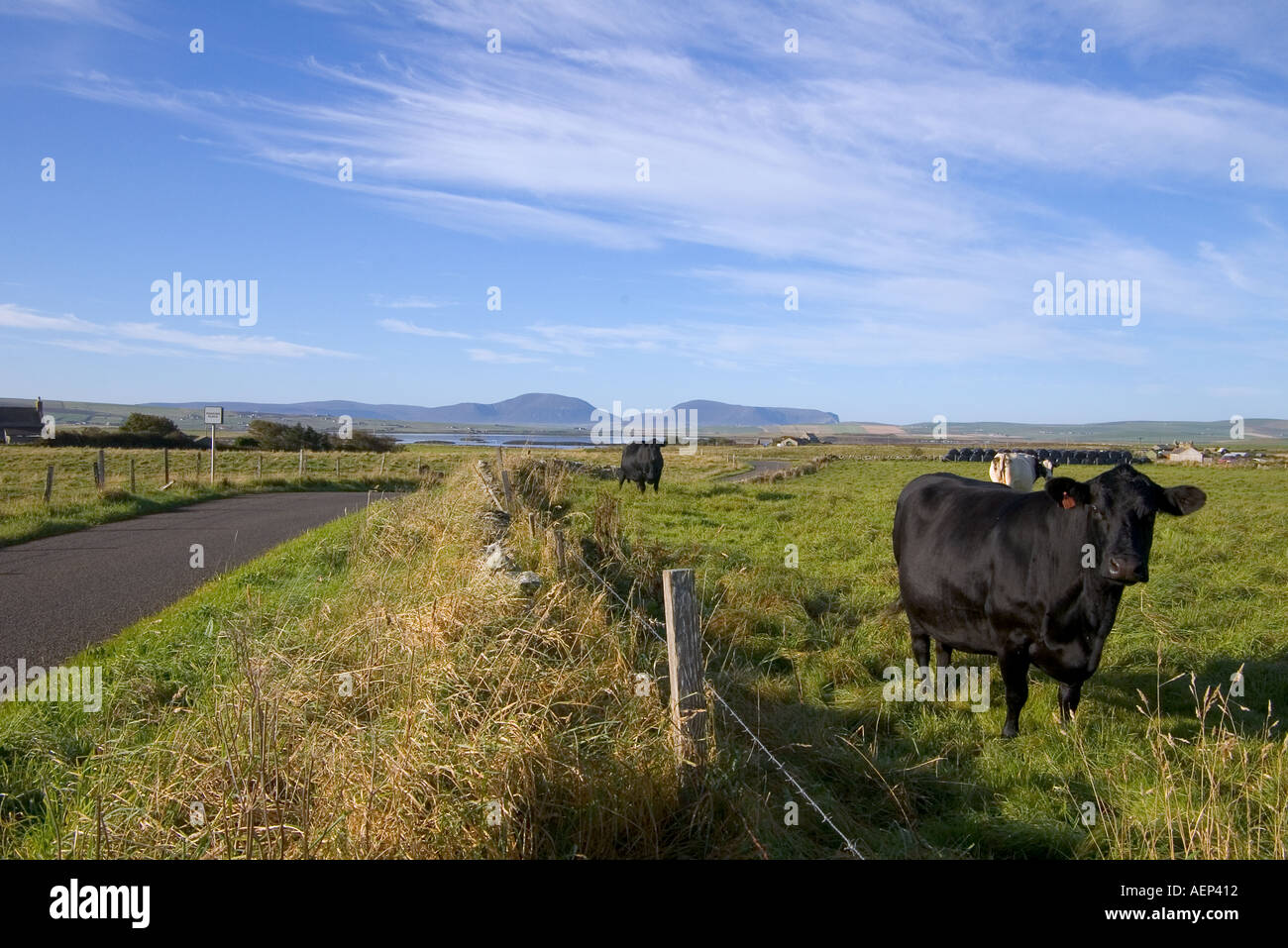 dh Cow ANIMALS UK Black cow in field Harray Orkney Stock Photo
