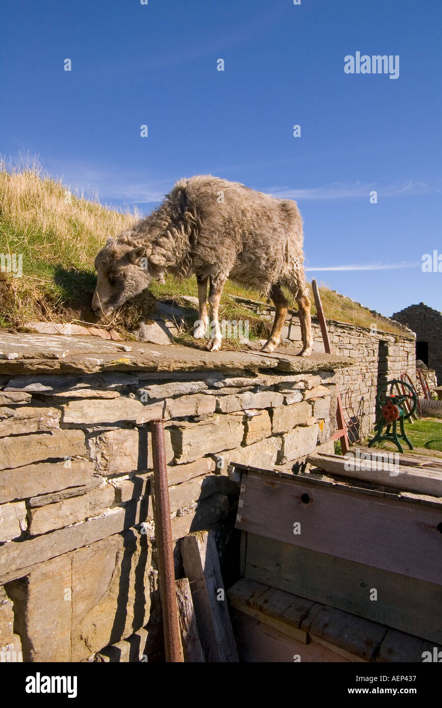 dh Farm Museum CORRIGALL ORKNEY North Ronaldsay sheep eating turf roof grass scottish rare bred grazing Stock Photo