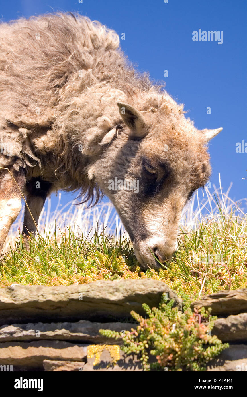 dh Farm Museum CORRIGALL ORKNEY North Ronaldsay sheep eating turf roof grass scottish rare bred grazing Stock Photo