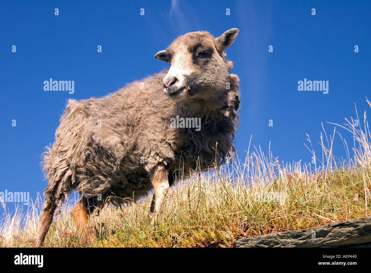 dh Farm Museum CORRIGALL ORKNEY North Ronaldsay sheep on roof to eat turf roof grass Stock Photo