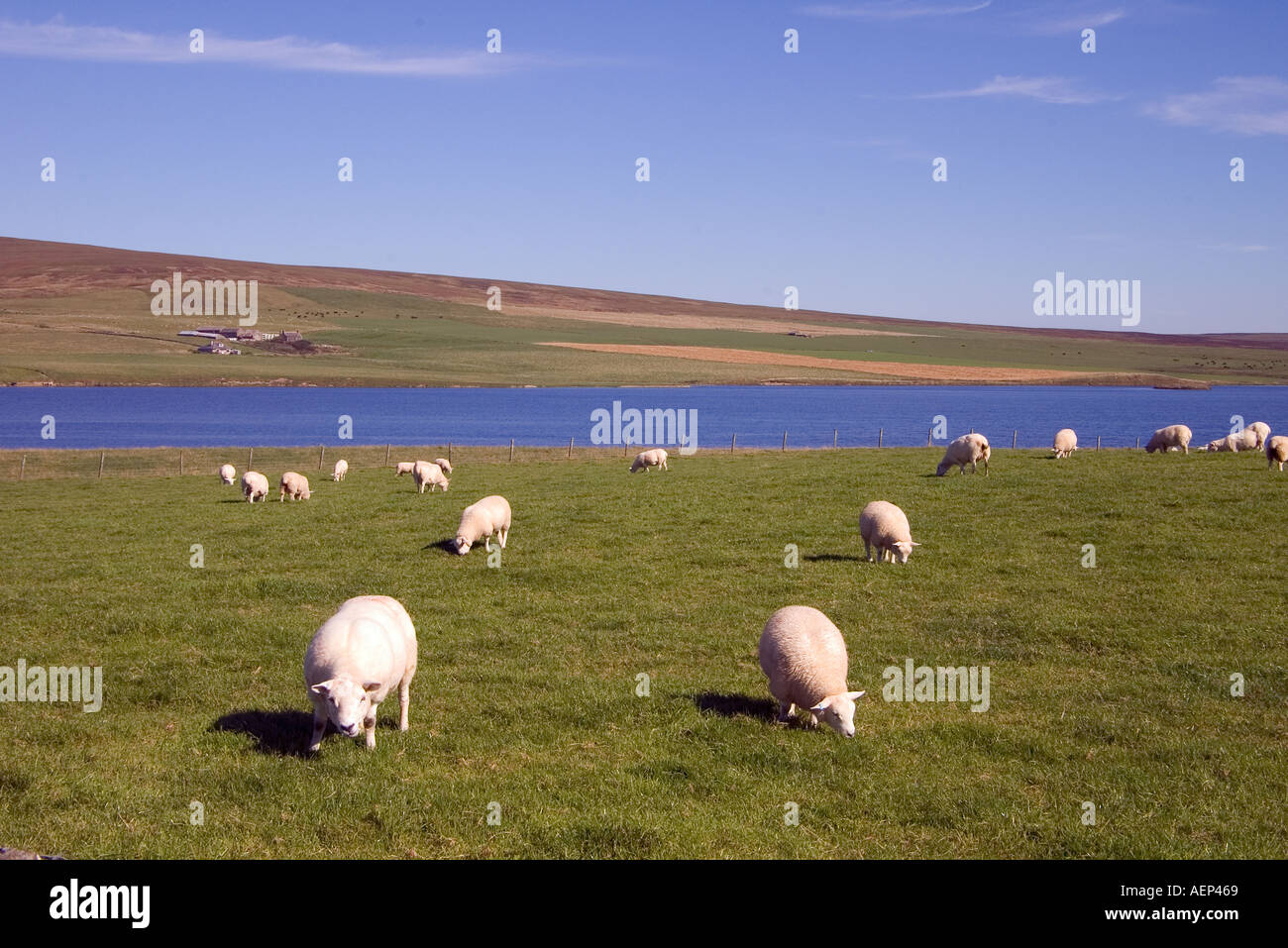 dh Kirbister Loch ORPHIR ORKNEY Flock of sheep grazing in field loch shoreside Stock Photo
