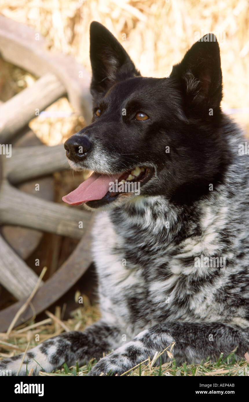 Black and white cattle dog hires stock photography and images Alamy