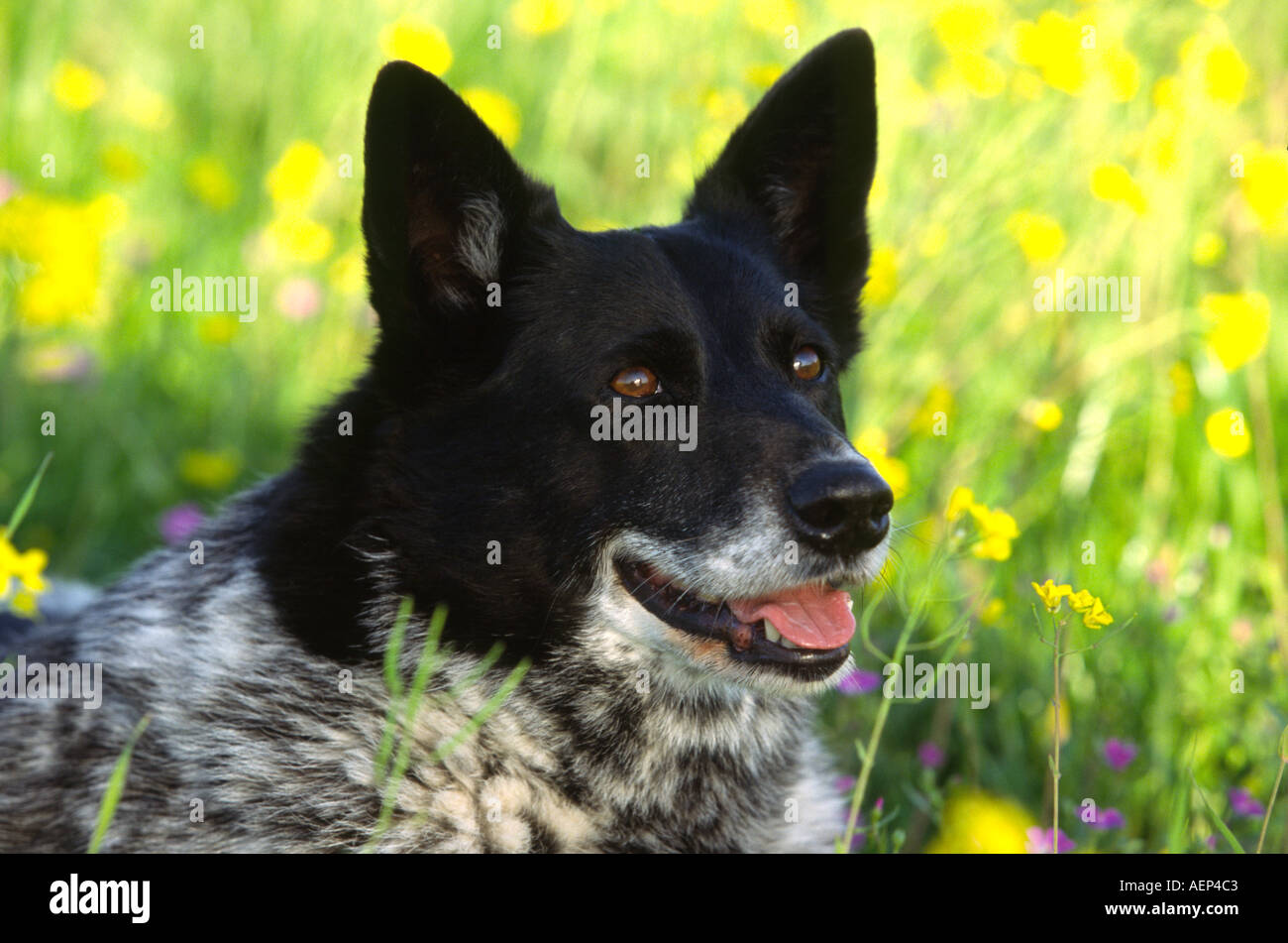 Black and white cattle dog hires stock photography and images Alamy