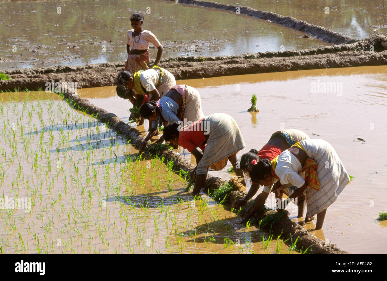 India Goa Agonda agriculture rice paddies being planted by hand Stock Photo