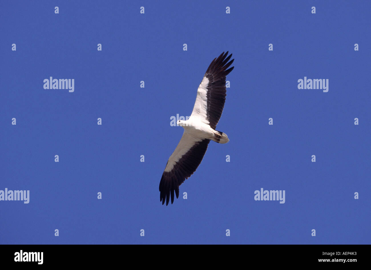 Goan birds hires stock photography and images Alamy