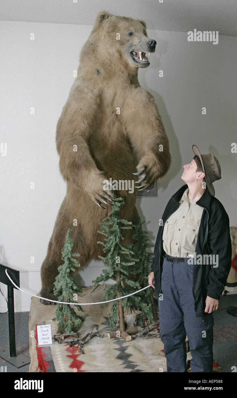 the size of a Grizzly in compare to a grown up MR woman Alaska USA Stock Photo