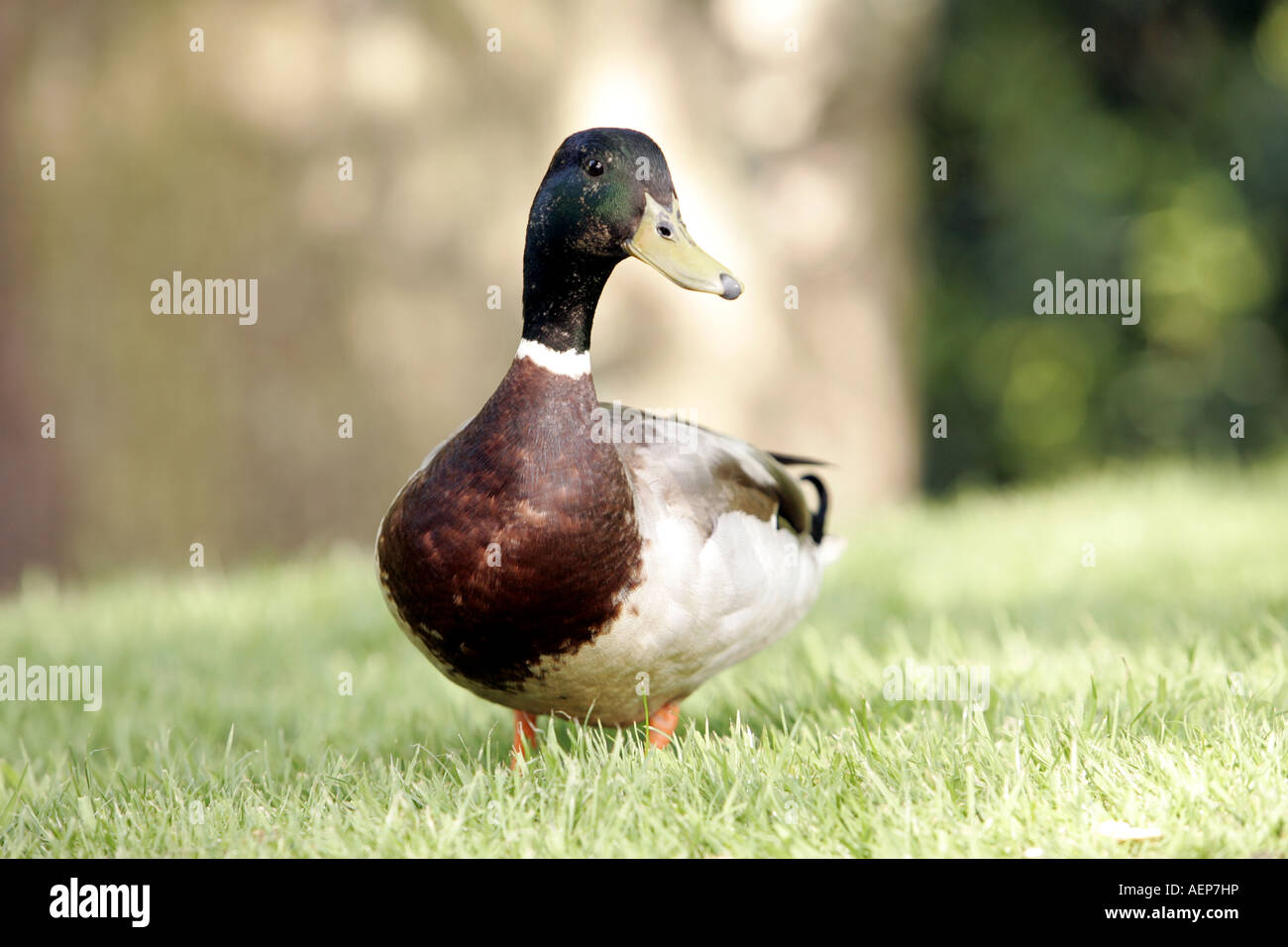 Lucky duckling hires stock photography and images Alamy