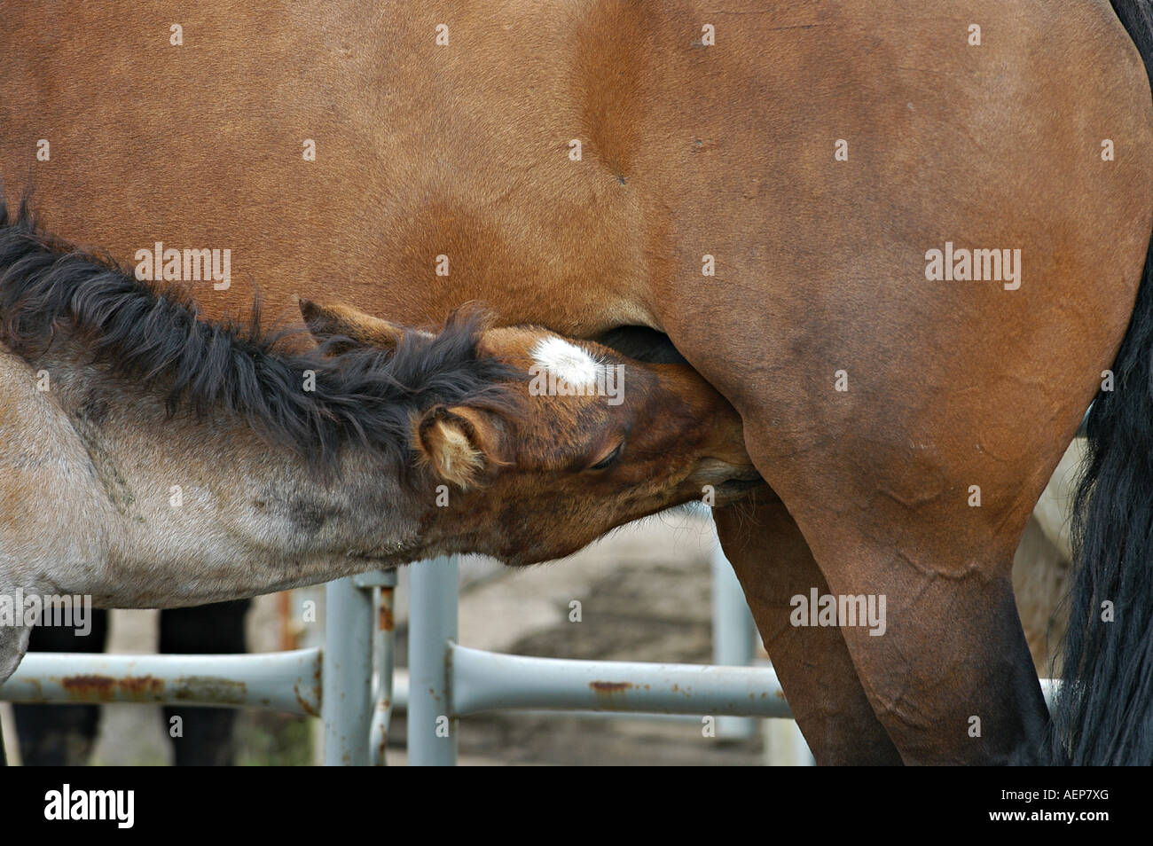 Horse colt feeding Stock Photo Alamy