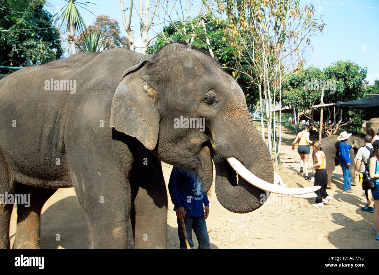 Elephant behavior training hi-res stock photography and images - Alamy