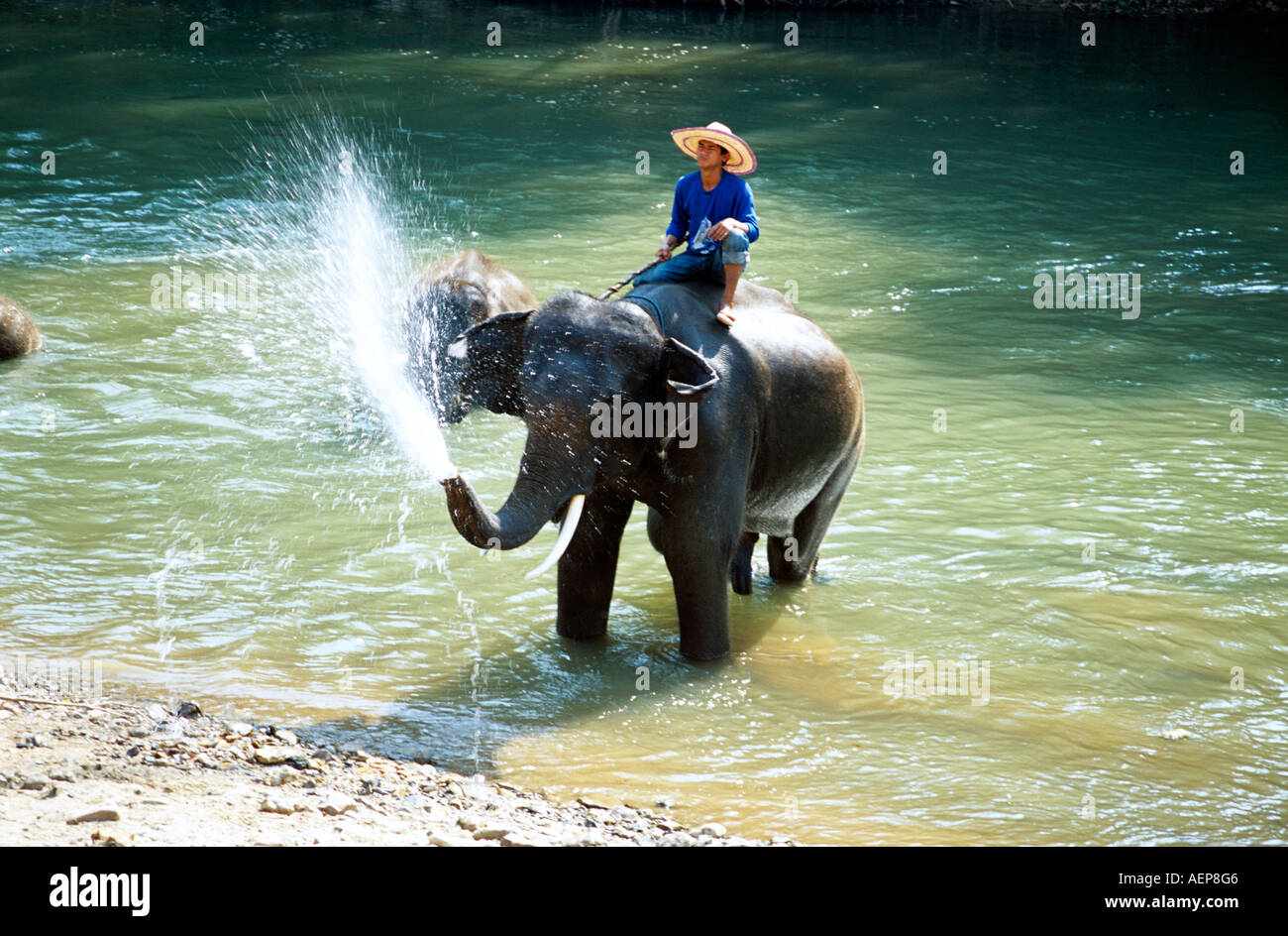 Elephant spurting water, Mae Ping Elephant Training Camp, Mae Ping ...