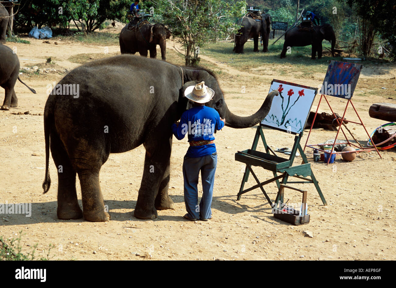 Elephant painting, Mae Ping Elephant Training Camp, Mae Ping, near