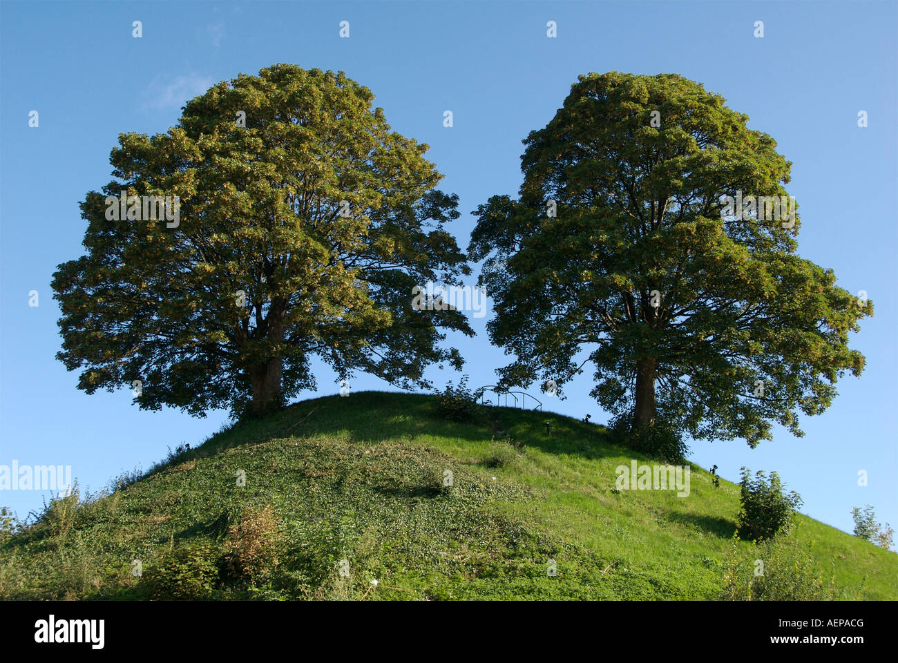Twin oak trees planted on a mound outside Oxford Castle in the united kingdom Stock Photo