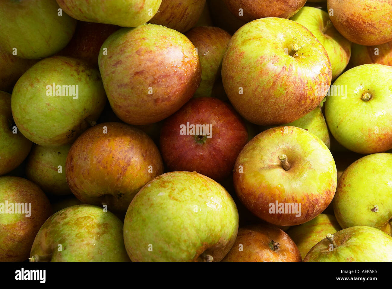 Apple picking at Chittenden farm Knoxbridge Staplehurst Kent Stock Photo