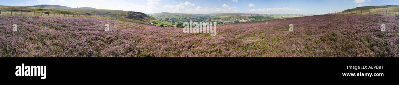 360 degree panorama of heather on Marsden Moor overlooking Marsden, Yorkshire. Stock Photo
