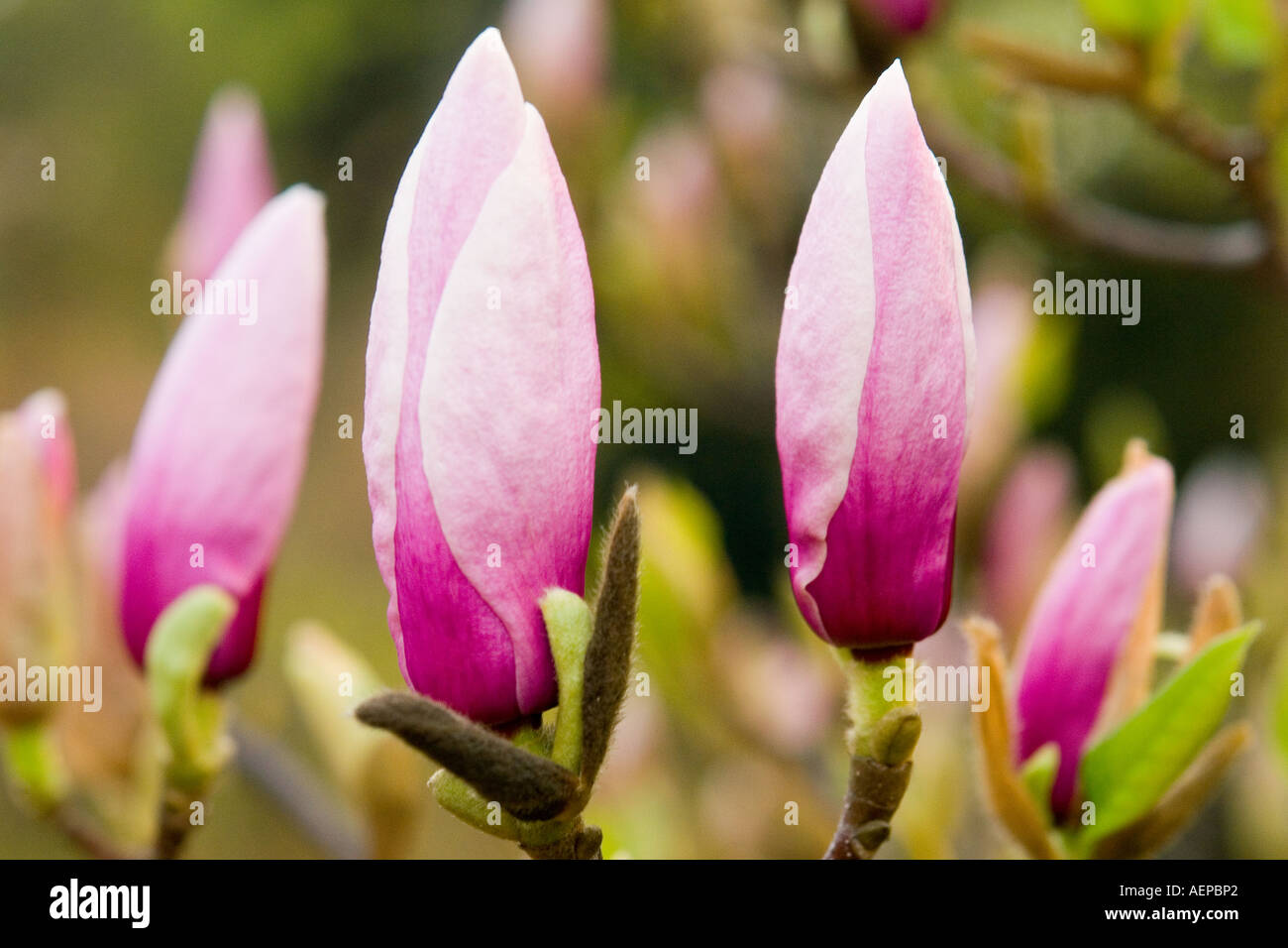 Magnolia flower buds in hi-res stock photography and images - Alamy