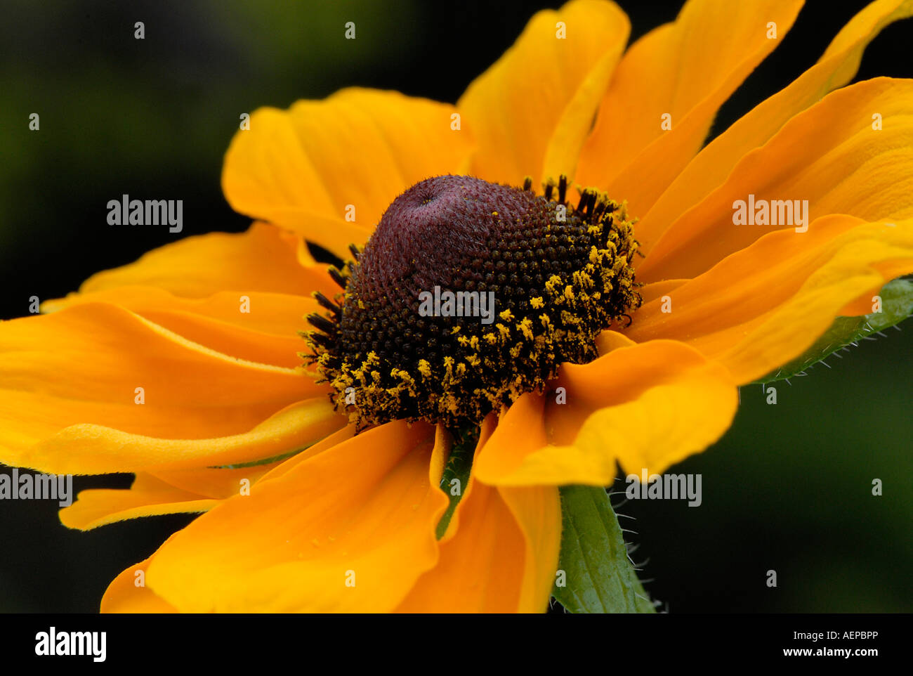 Closeup of a single yellow Rudbeckia flowerhead common name
