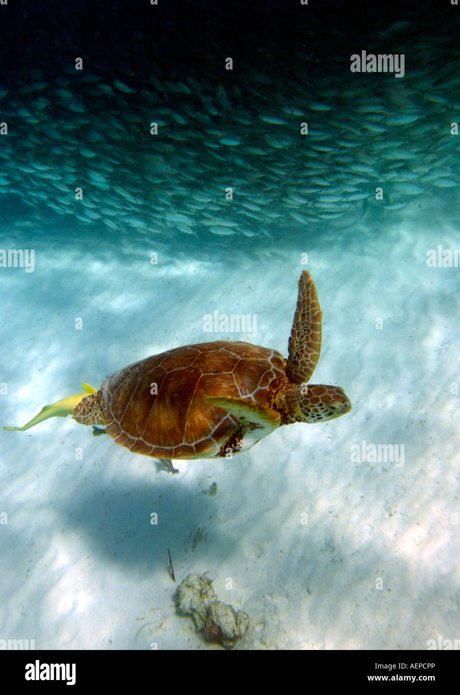 Green sea turtle Chelonia mydas swimming beside shoal of bigeye scad fish, Akumal Bay, Quintana Roo, Mexico Stock Photo