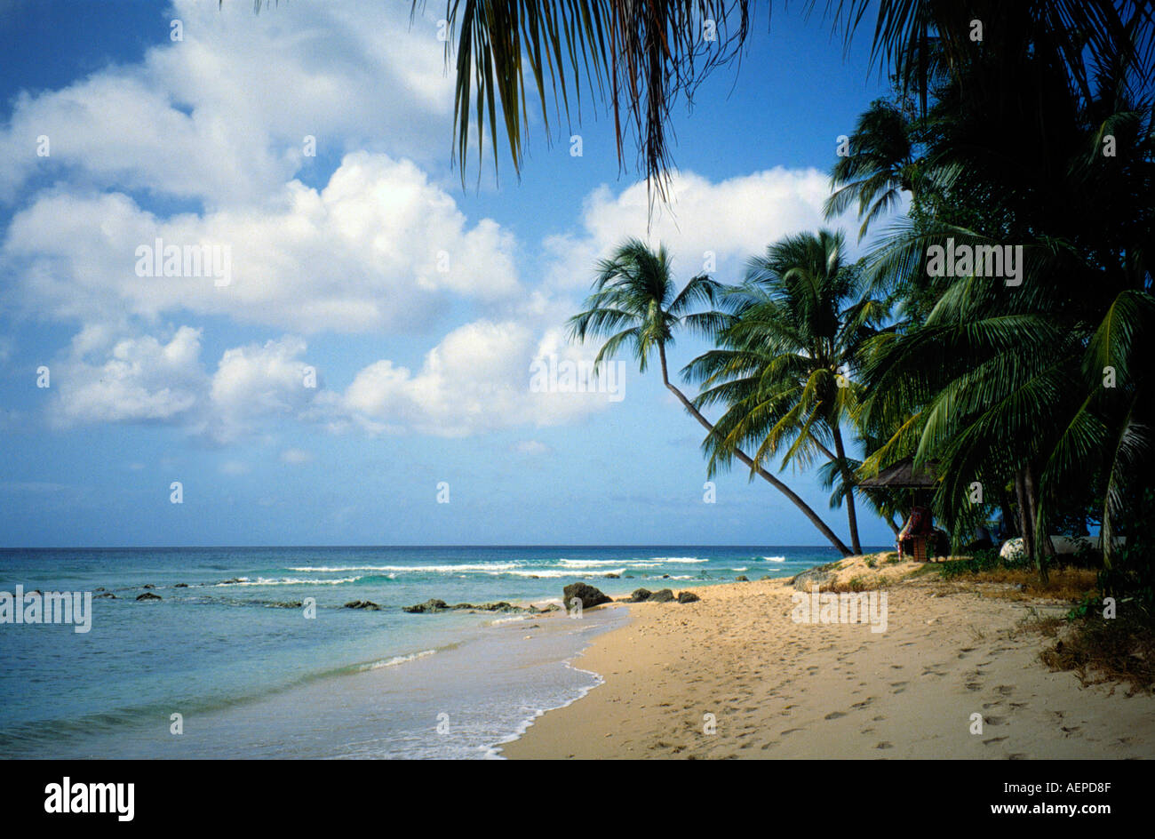 palmtrees at beach island of barbados archipelago of the lesser antilles caribbean Stock Photo