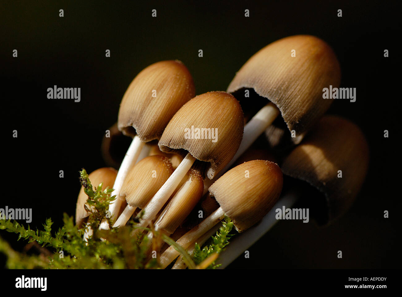 Fungi Common Inkcaps - Coprinus atramentarius Stock Photo