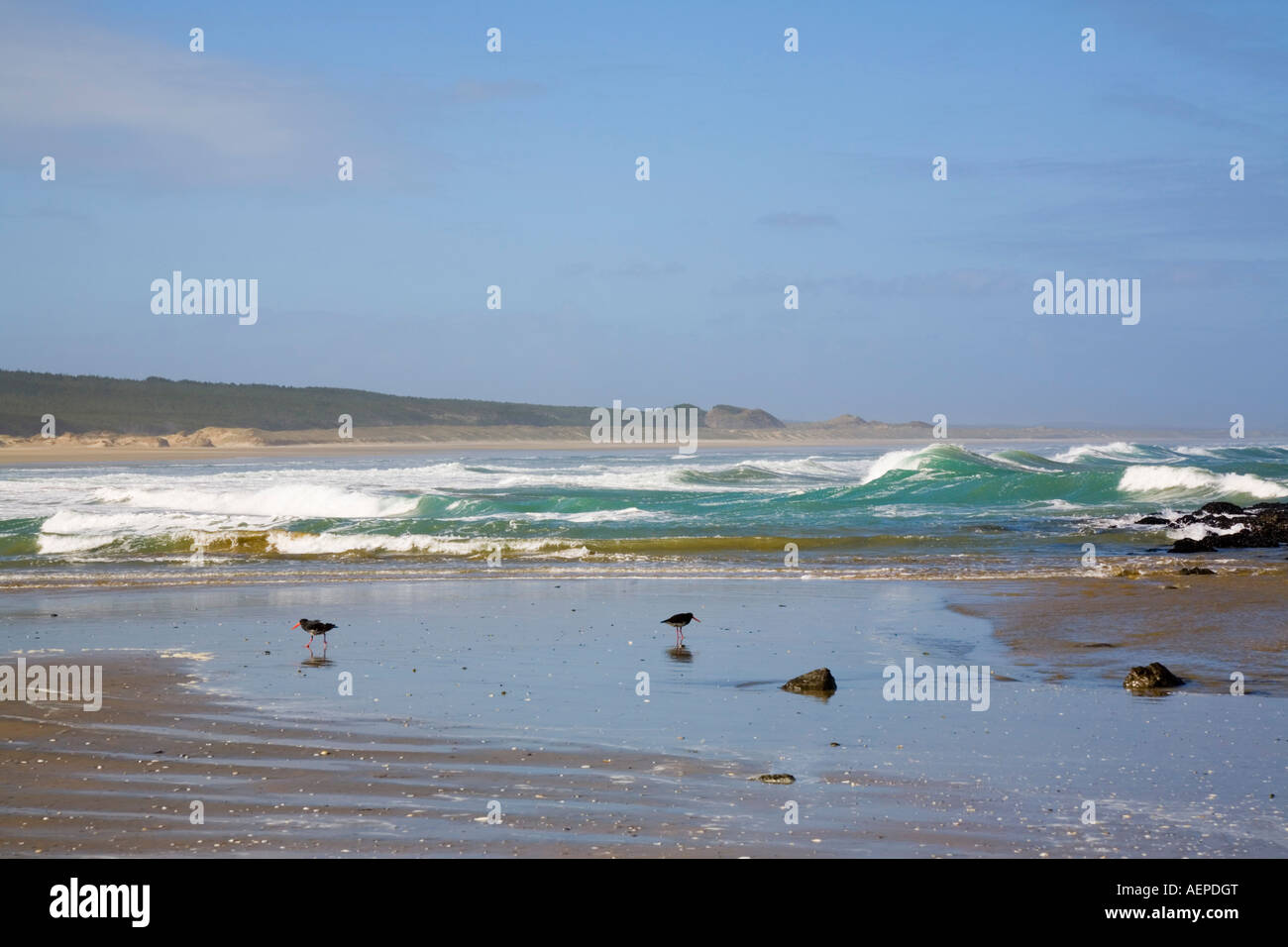 Remote Ninety Mile Beach, wet sand and wading birds by rough Tasman Seaon west coast. The Bluff Aupori Peninsula New Zealand Stock Photo