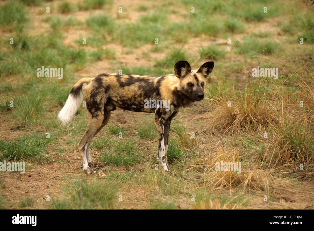 Zimbabwe Bulawayo, Painted hunting dog standing on grassland Stock Photo