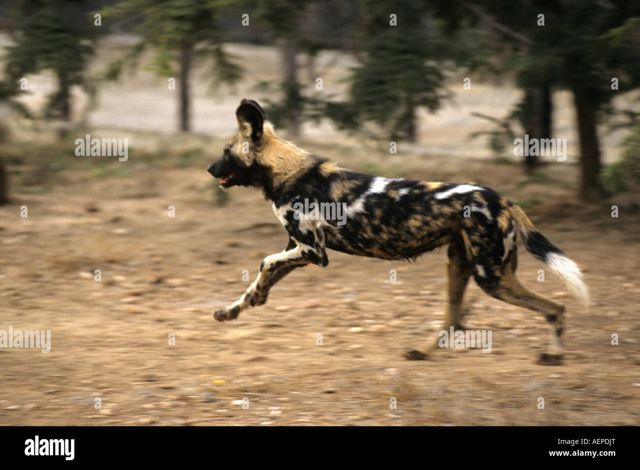 Zimbabwe Bulawayo, Painted hunting dog running Stock Photo