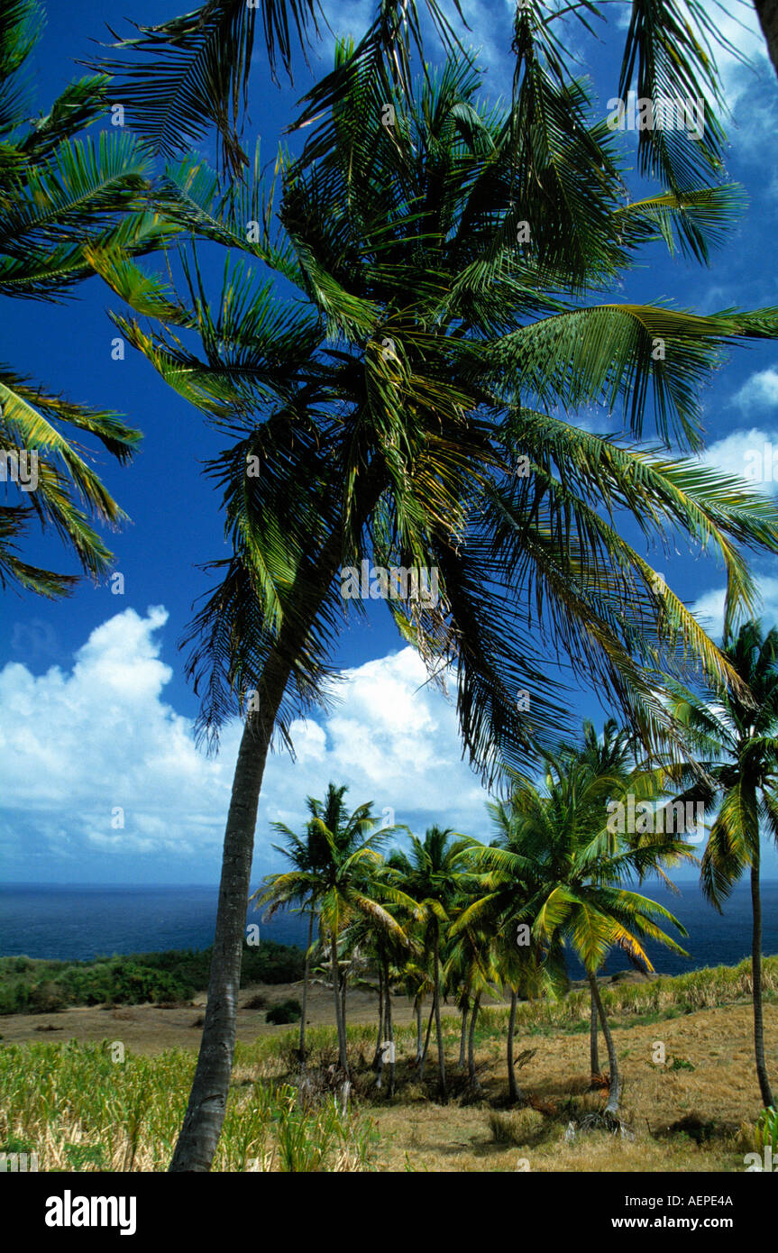 palmtree grove island of barbados archipelago of the lesser antilles caribbean Stock Photo