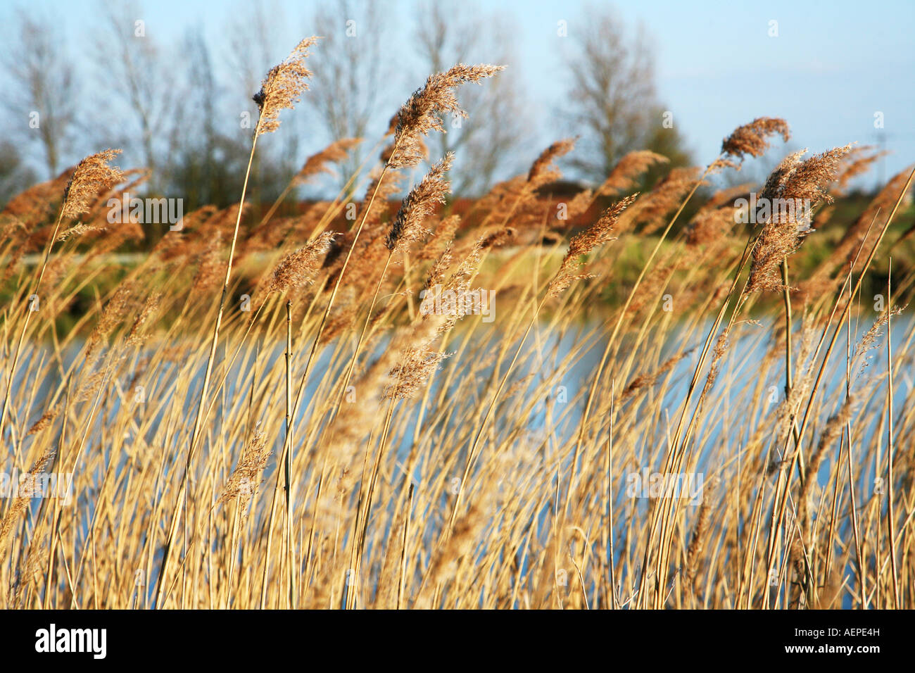 Reeds fenland Uk Stock Photo Alamy