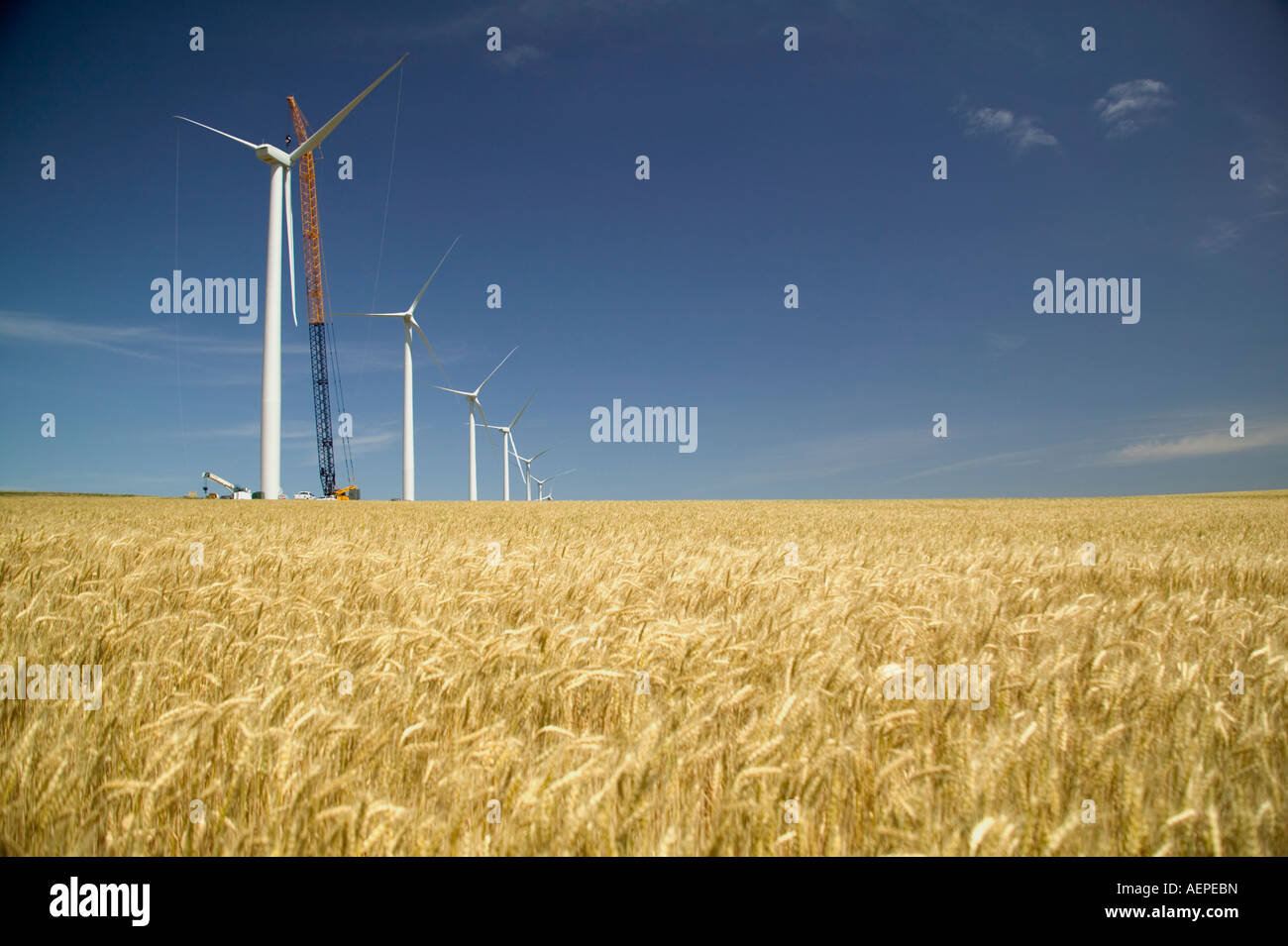 Mature renewable power field towers hires stock photography and images