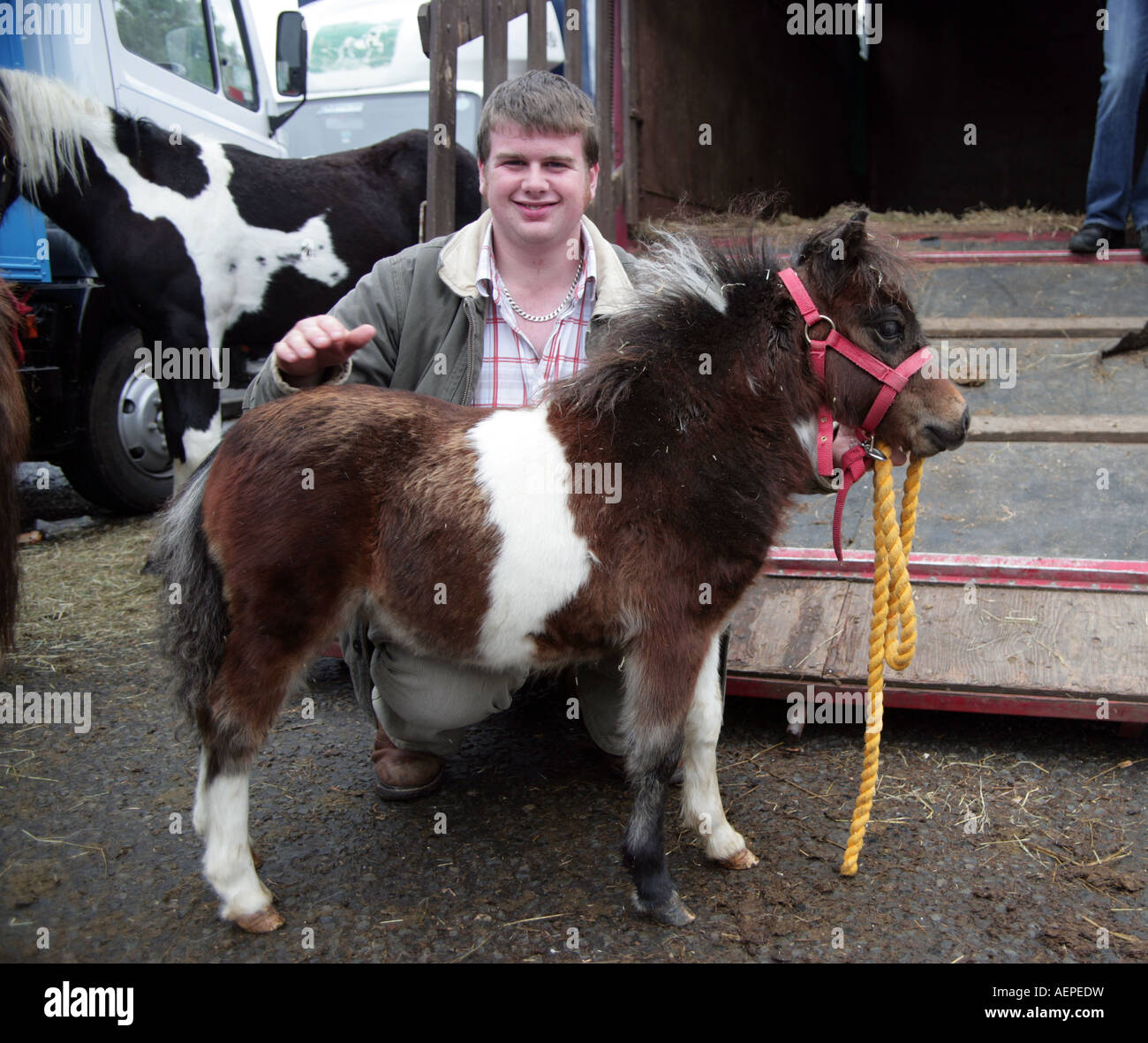 Teddy, miniature Shetland pony foal , being sold by Scott at the Lammas Fair, Ballycastle Stock Photo