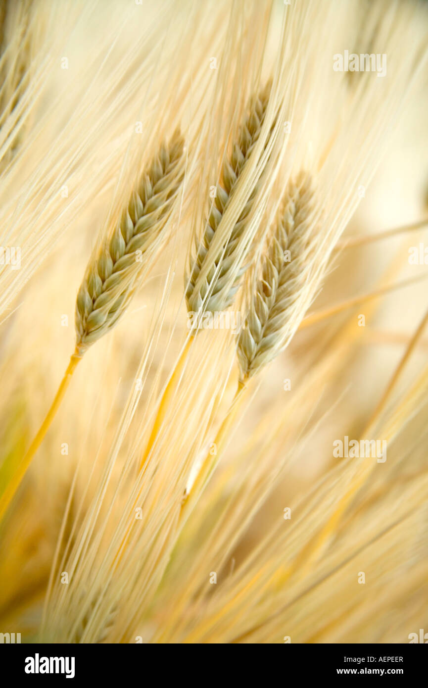 Mature four row barley growing in field, Oregon. Stock Photo